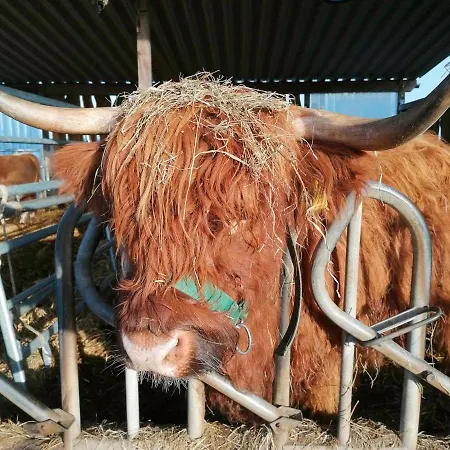 Reetdachhaus Am Haff 度假居 *